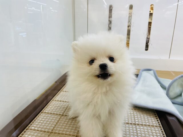 ポメラニアン