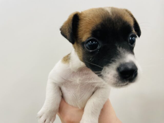 ジャックラッセルテリア