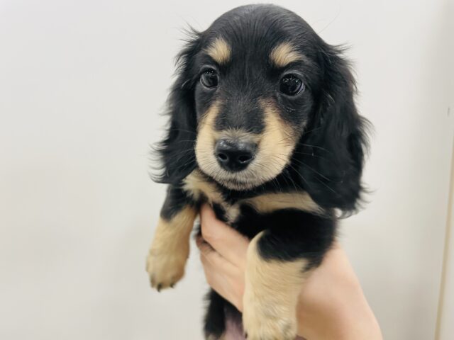 ミニチュアダックス