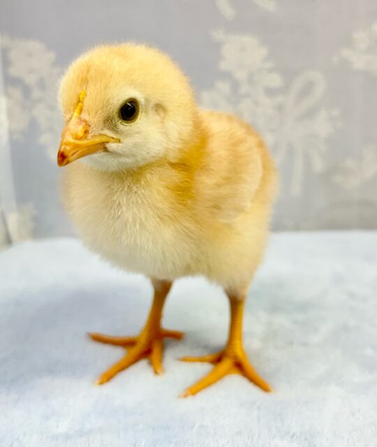 ボリスブラウン