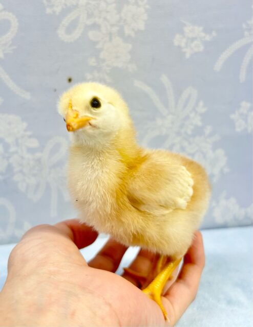 ボリスブラウン