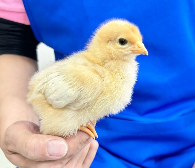 ボリスブラウン