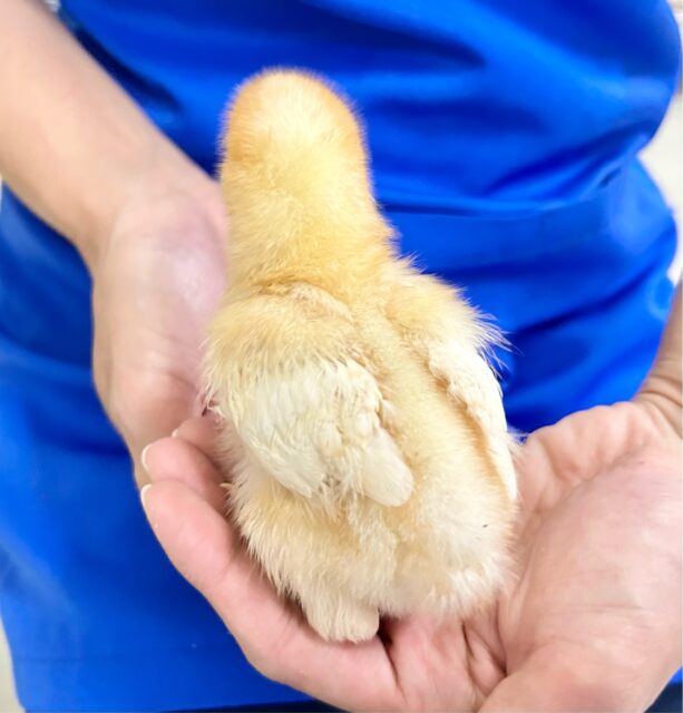 ボリスブラウン