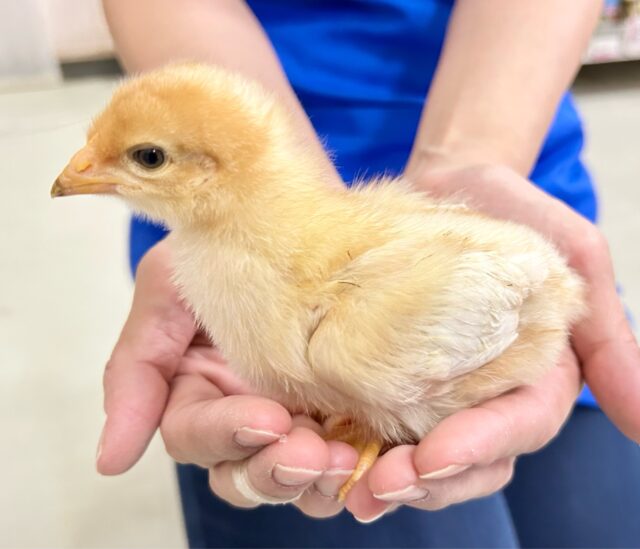 ボリスブラウン