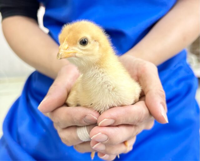 ボリスブラウン