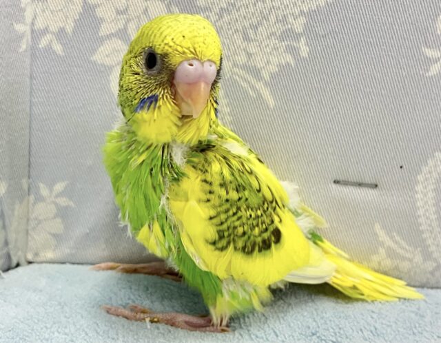 セキセイインコ