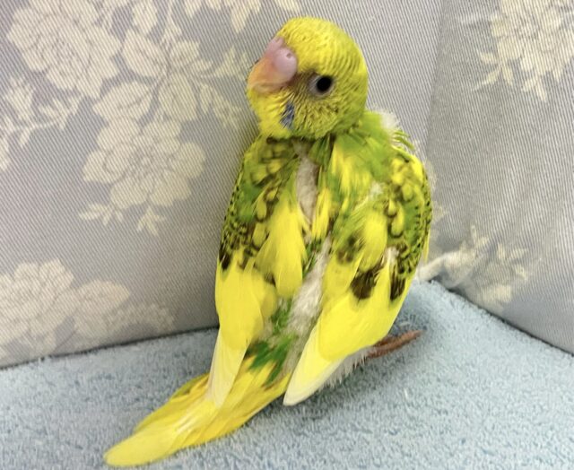 セキセイインコ