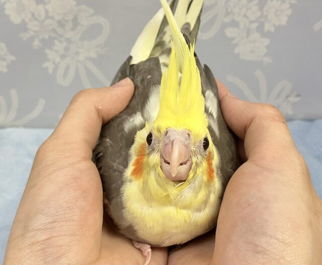 オカメインコ
