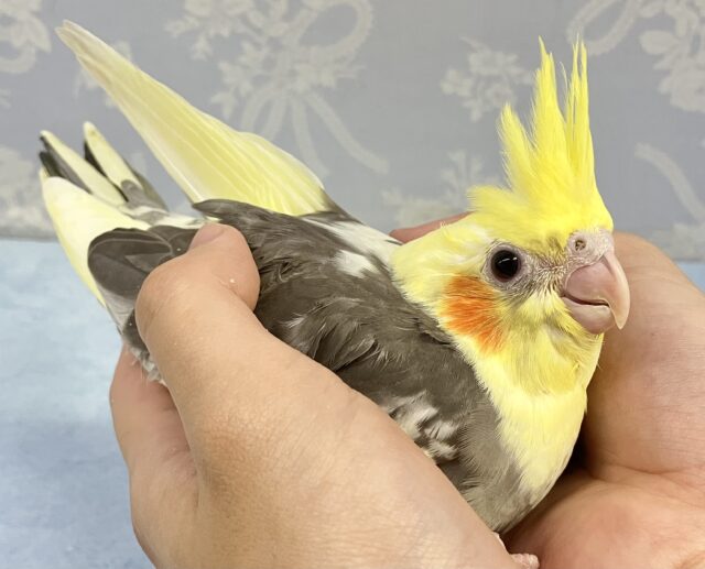 オカメインコ