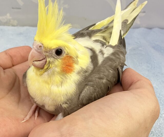 オカメインコ