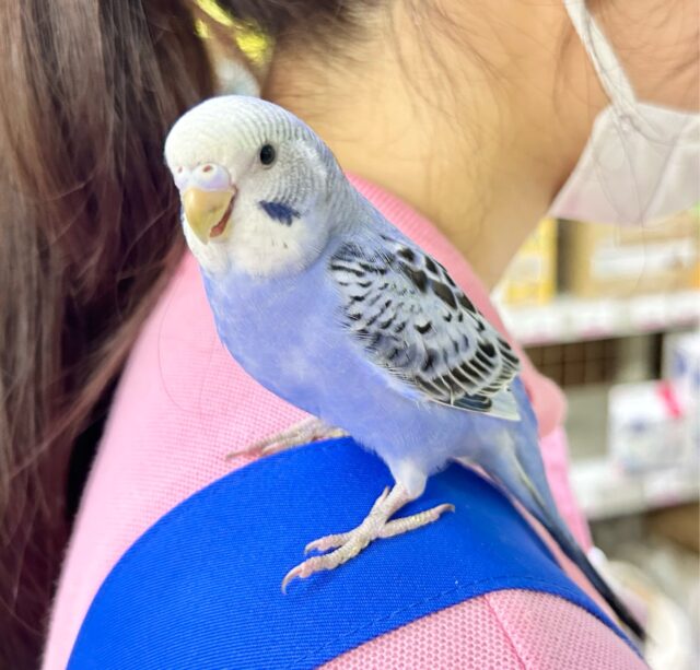 セキセイインコ