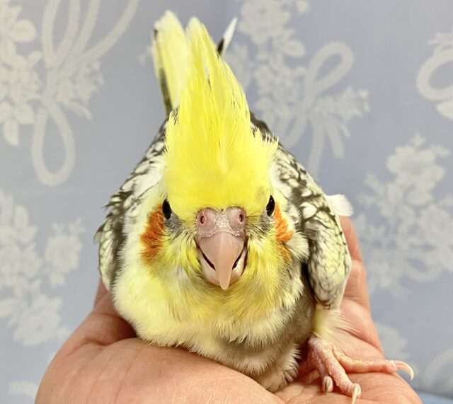 オカメインコ