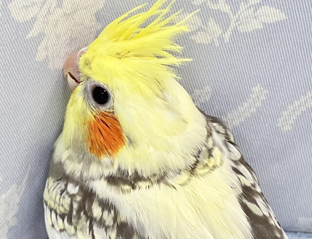 オカメインコ