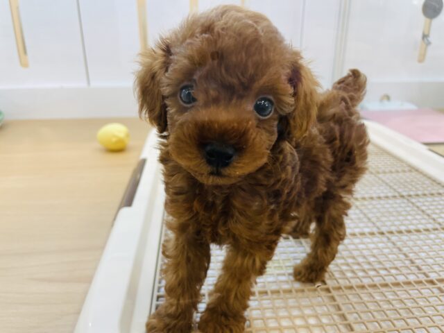 トイプードル