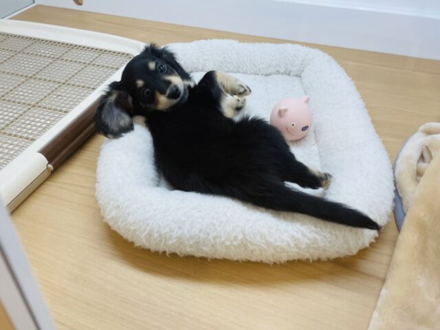 ミニチュアダックス