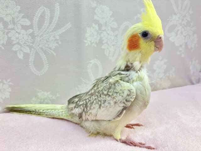 オカメインコ