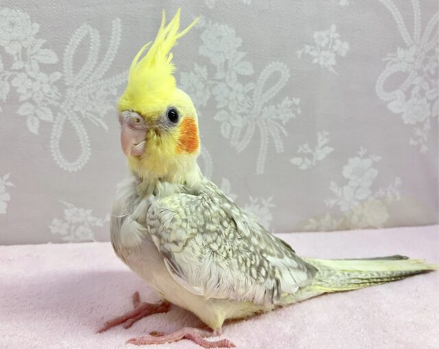 オカメインコ