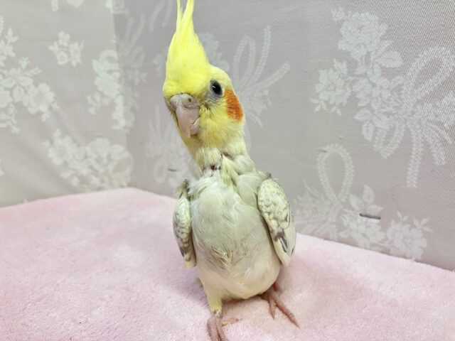 オカメインコ