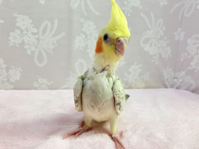 オカメインコ