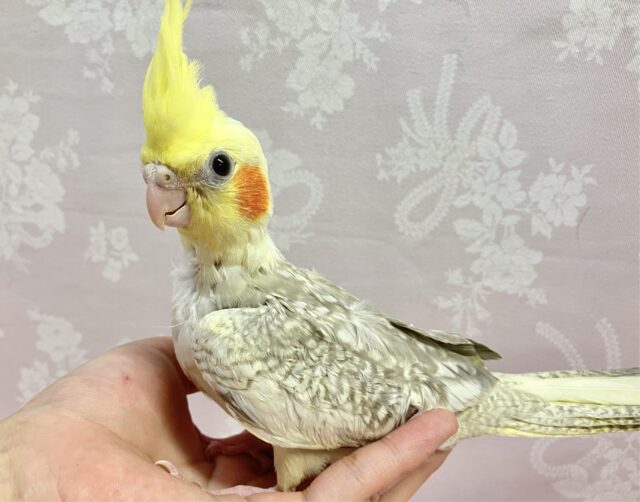 オカメインコ