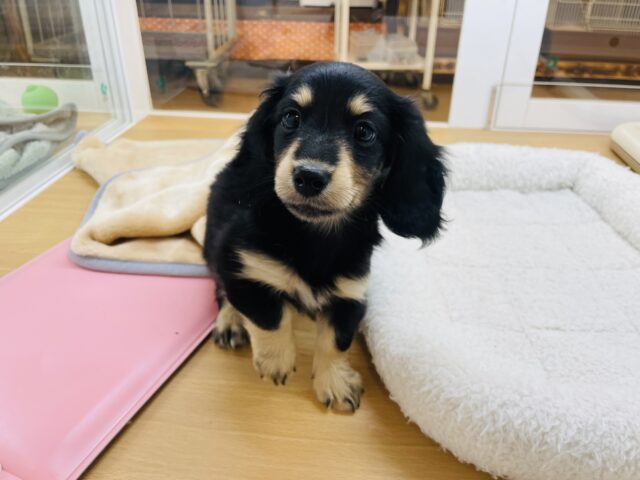 ミニチュアダックス