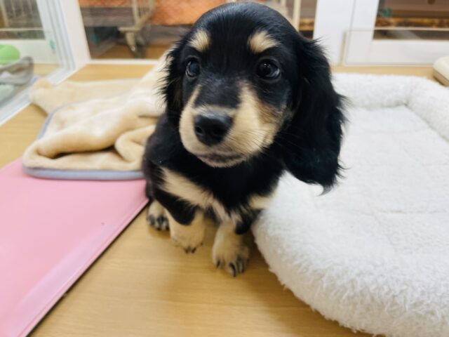 ミニチュアダックス