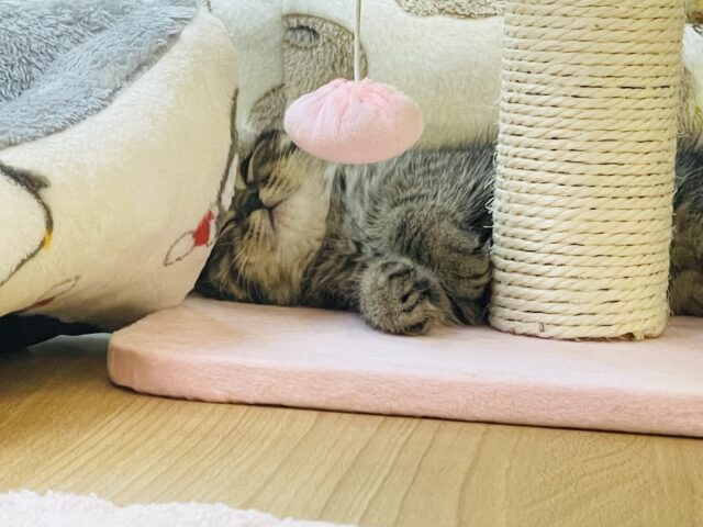 フォールデックス