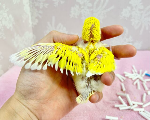 コザクラインコ（小桜インコ）