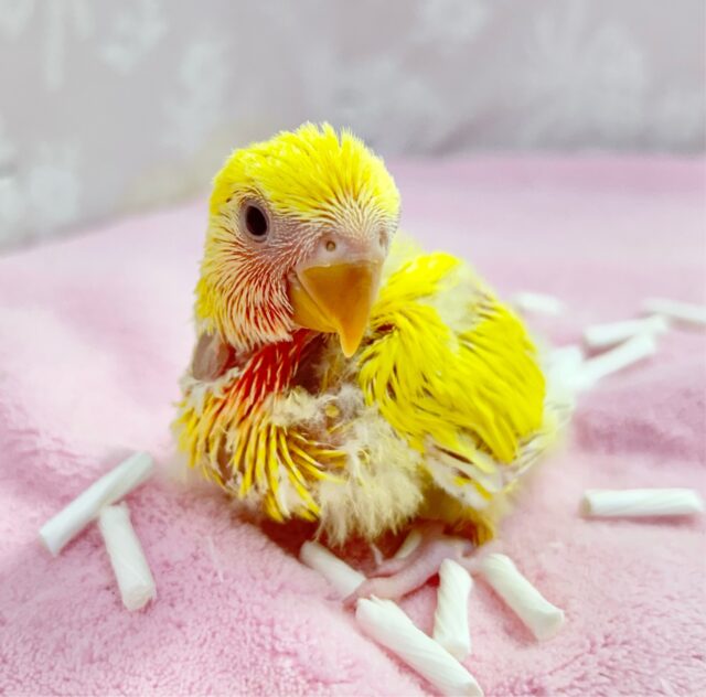 コザクラインコ（小桜インコ）