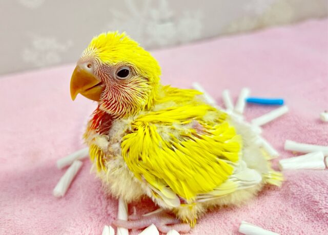 コザクラインコ（小桜インコ）