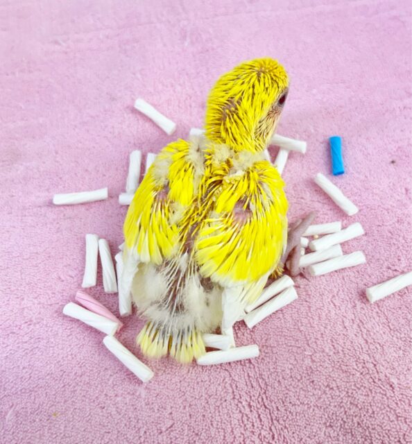 コザクラインコ（小桜インコ）