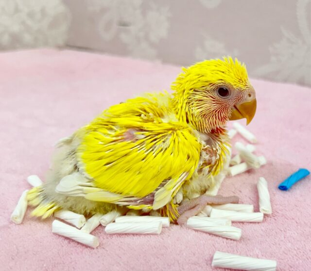 コザクラインコ（小桜インコ）