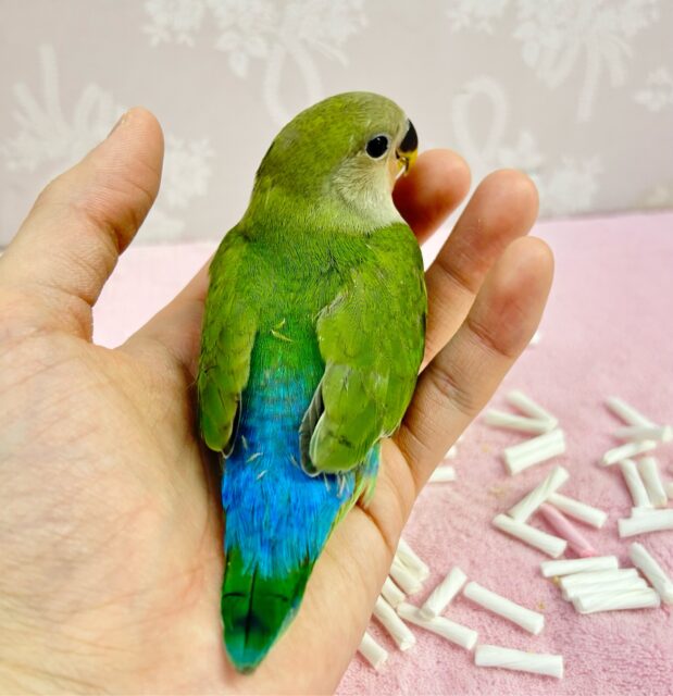 コザクラインコ（小桜インコ）