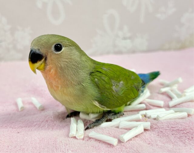 コザクラインコ（小桜インコ）