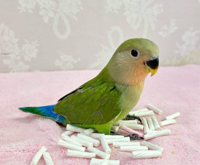 コザクラインコ（小桜インコ）