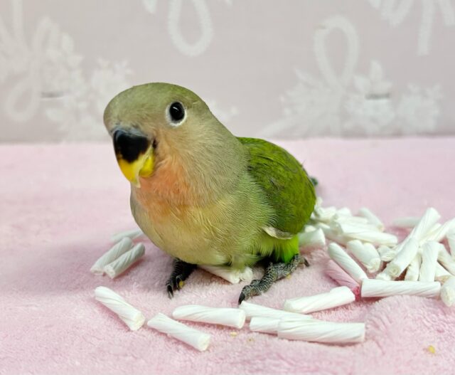 コザクラインコ（小桜インコ）