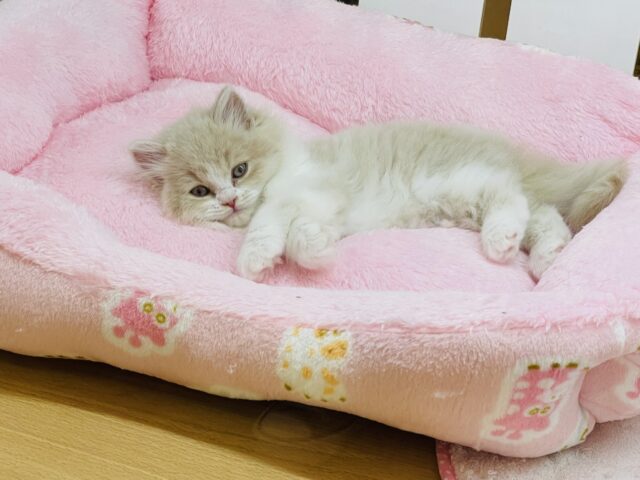 スコティッシュフォールド