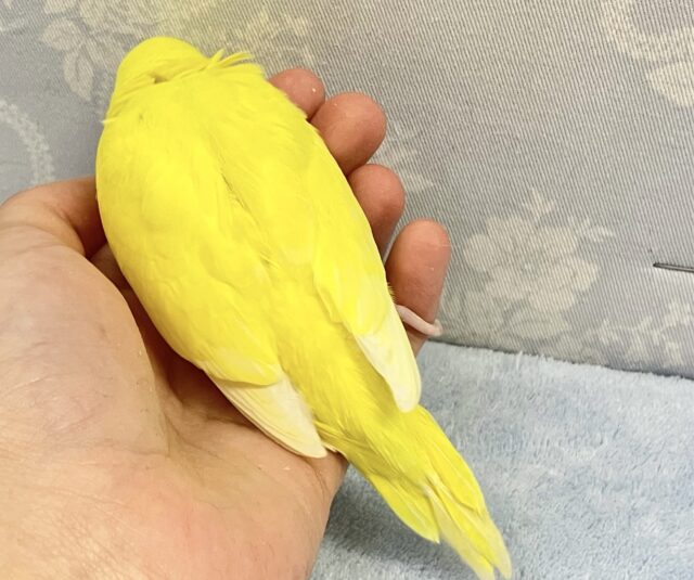ビューティーイエロー参上だい💛セキセイインコ(ルチノー2024年3月生まれ) セキセイインコ
