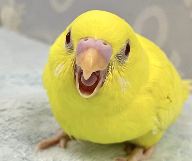 ビューティーイエロー参上だい💛セキセイインコ(ルチノー2024年3月生まれ) セキセイインコ