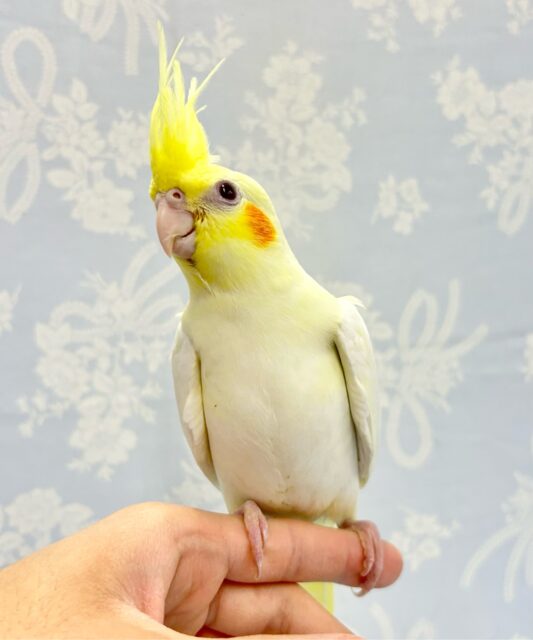 オカメインコ