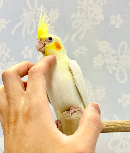 オカメインコ