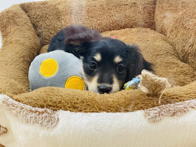 ミニチュアダックス