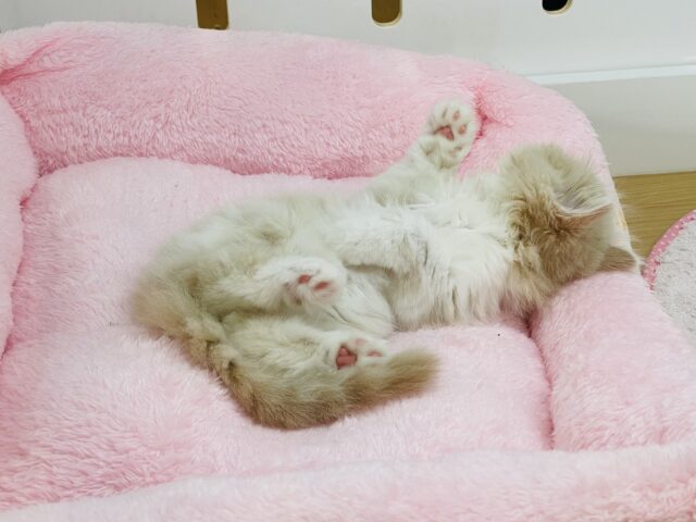 スコティッシュフォールド