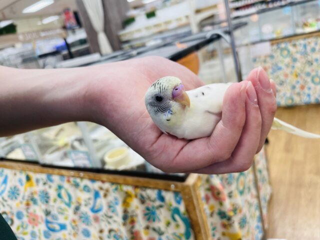 セキセイインコ