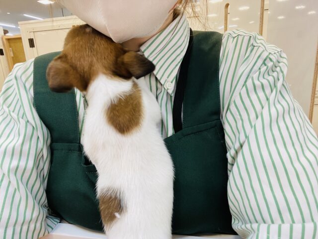 ジャックラッセルテリア