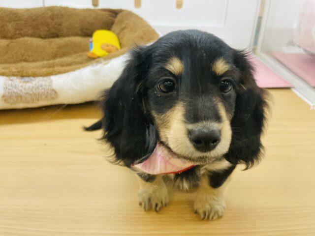 ミニチュアダックス