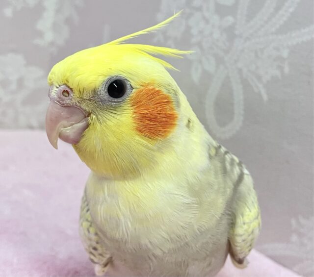 オカメインコ