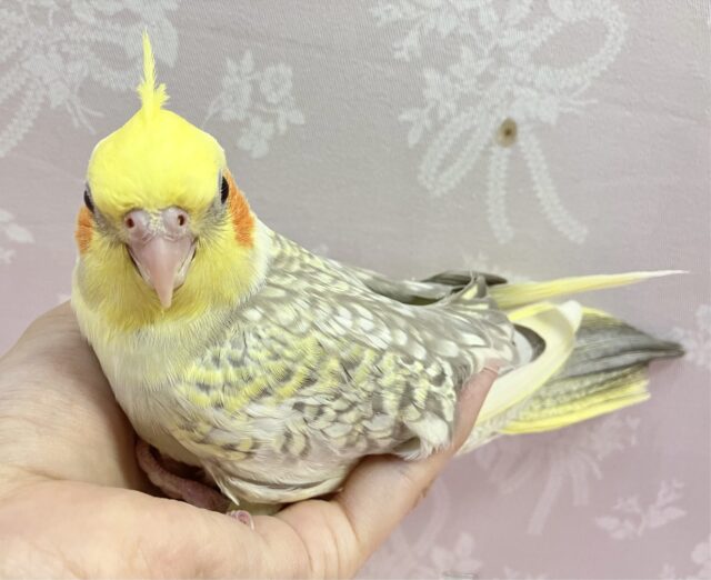 オカメインコ