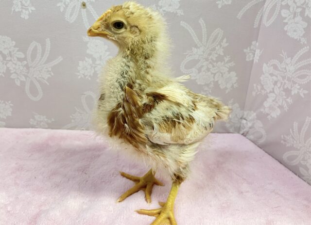 ボリスブラウン