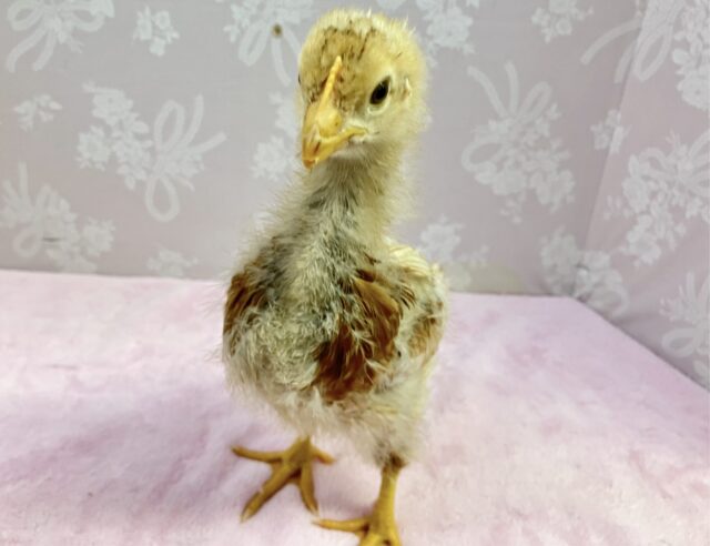 ボリスブラウン